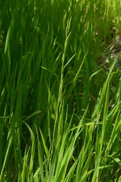 Imagem de Brachypodium