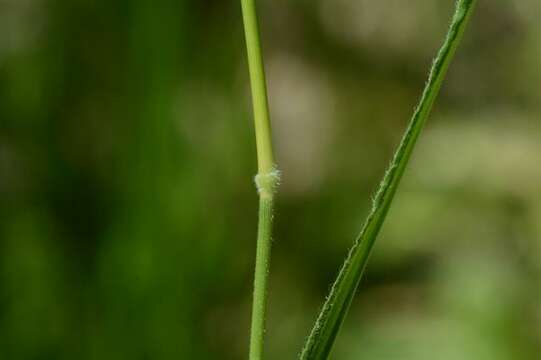 Imagem de Brachypodium