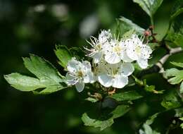 Image of Hawthorn