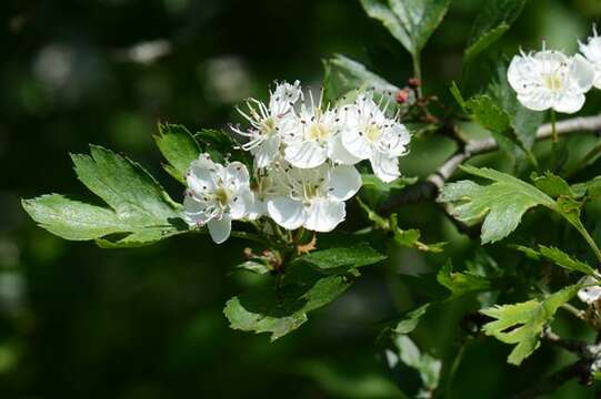 Plancia ëd Crataegus