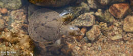 Image of Northern Chinese softshell turtle