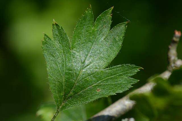 Image of Hawthorn