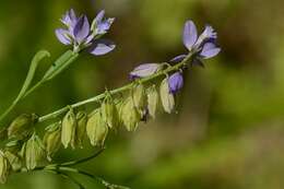 Image of Milkwort