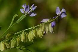 Image of Milkwort