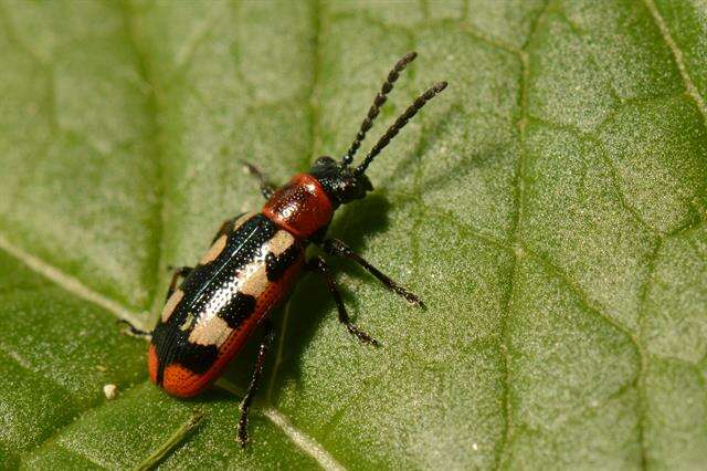 Image of Asparagus beetle