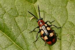 Image of Asparagus beetle