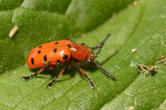 Image of Asparagus beetle