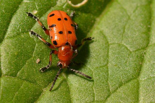 Image of Asparagus beetle