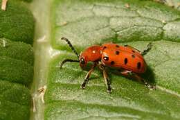 Image of Asparagus beetle