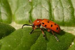 Image of Asparagus beetle