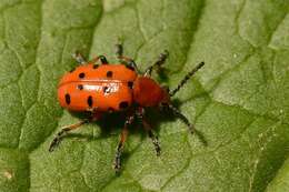 Image of Asparagus beetle