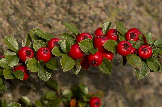 Image of cotoneaster