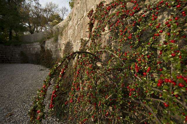 Plancia ëd Cotoneaster