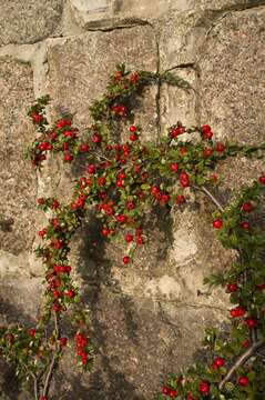 Plancia ëd Cotoneaster