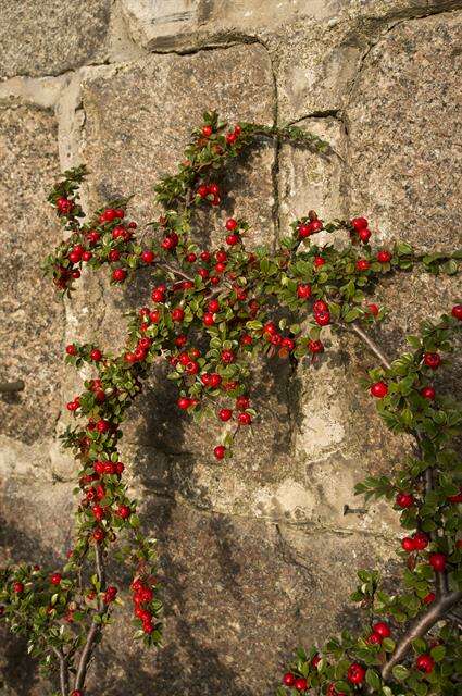 Image of cotoneaster