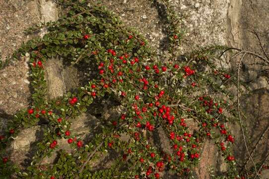 Plancia ëd Cotoneaster