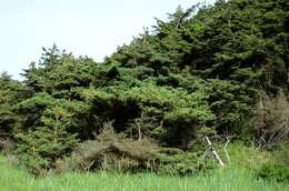 Image of spruce