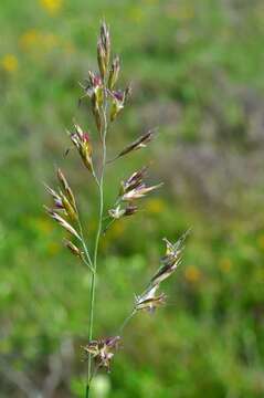 Image of fescue