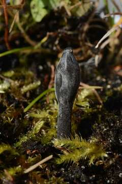 Слика од Trichoglossum walteri (Berk.) E. J. Durand 1908