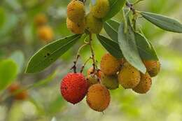 Image of madrone