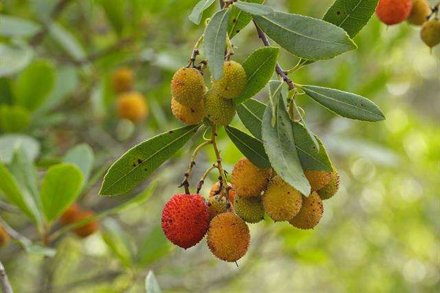 Image of madrone