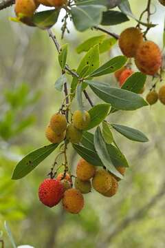 Image of madrone