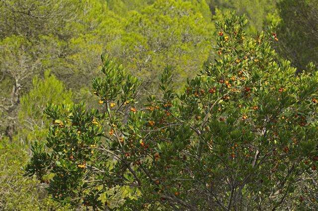 Image of madrone