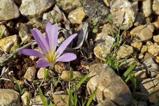 Image of Colchicum filifolium (Cambess.) Stef.