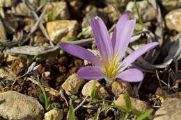 صورة Colchicum filifolium (Cambess.) Stef.