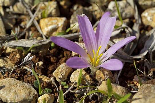 Image of Colchicum filifolium (Cambess.) Stef.