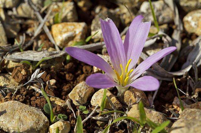 صورة Colchicum filifolium (Cambess.) Stef.