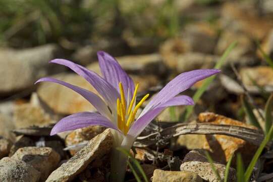 Image of Colchicum filifolium (Cambess.) Stef.