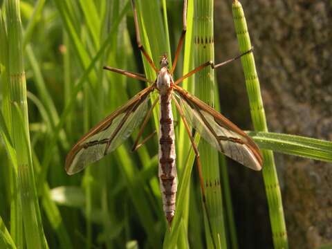 Sivun Pediciidae kuva