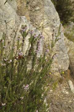 Image of Erica multiflora L.