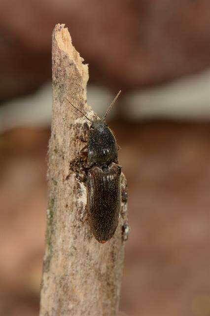 Image of <i>Athous haemorrhoidalis</i>