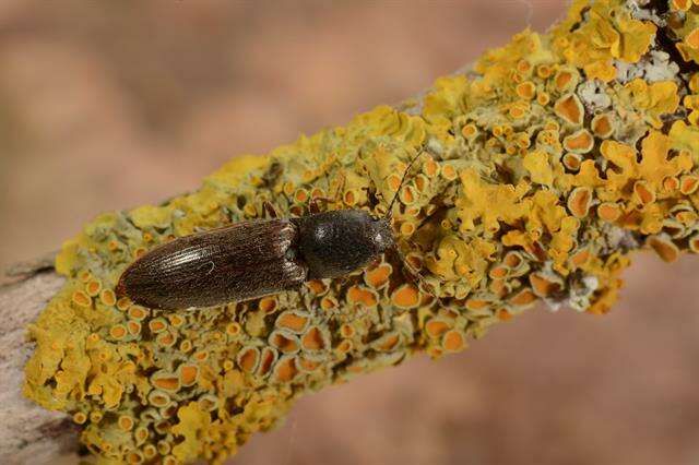 Слика од <i>Athous haemorrhoidalis</i>