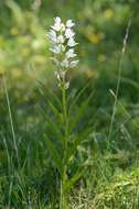 Cephalanthera resmi