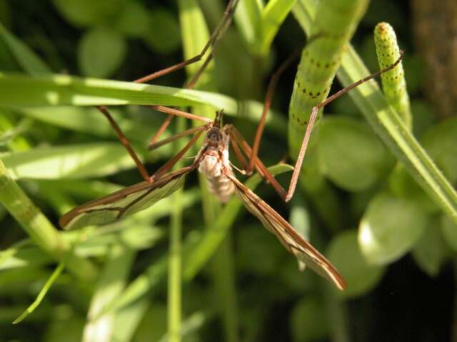 Image of hairy-eyed craneflies