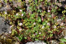 Image of shining geranium