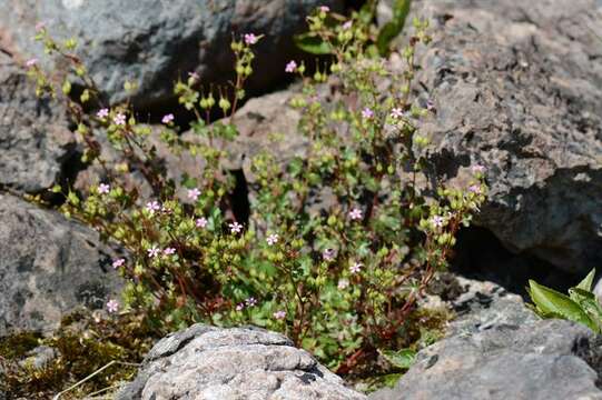 Imagem de Geranium lucidum L.