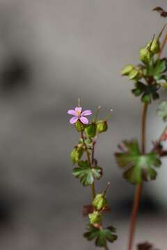 Imagem de Geranium lucidum L.