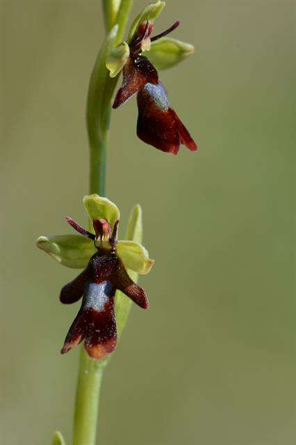 Слика од Ophrys insectifera L.