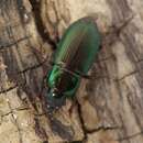 Image of Ground beetle