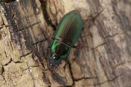 Image of Harpalus