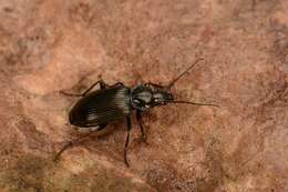 Image of Agonum