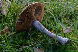 Imagem de Cortinarius porphyropus (Alb. & Schwein.) Fr. 1838