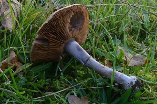 Plancia ëd Cortinarius porphyropus (Alb. & Schwein.) Fr. 1838