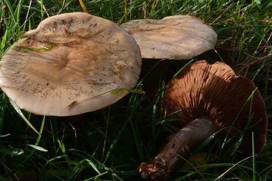 Imagem de Cortinarius porphyropus (Alb. & Schwein.) Fr. 1838