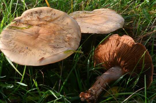 Imagem de Cortinarius porphyropus (Alb. & Schwein.) Fr. 1838