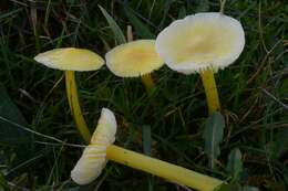 Hygrocybe resmi